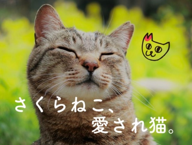 さくらねこ